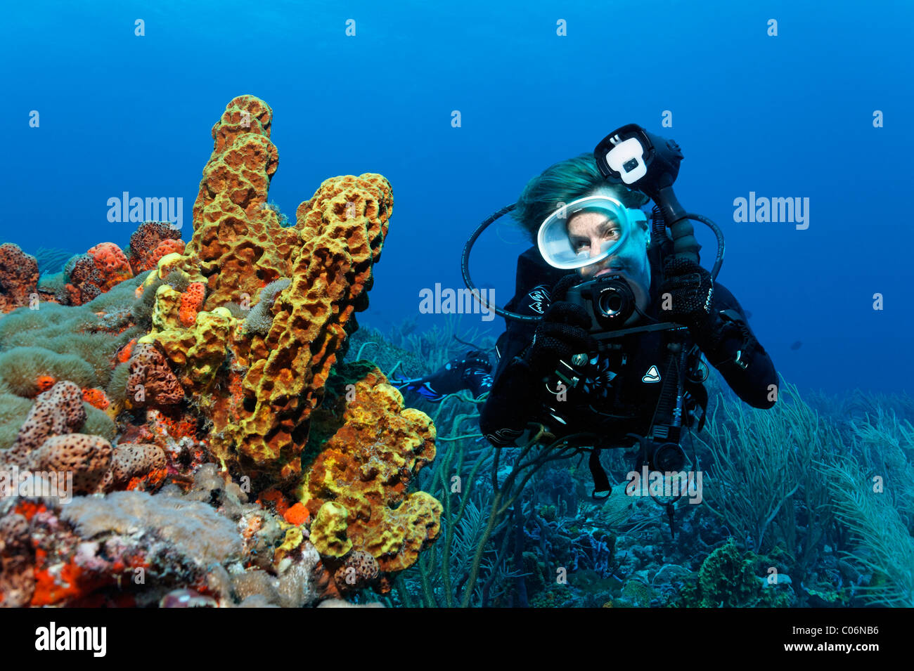 Scub subacqueo con una fotocamera subacquea, fotografo subacqueo, osservando il tubo giallo spugna (Aplysina fistularis), Little Tobago Foto Stock