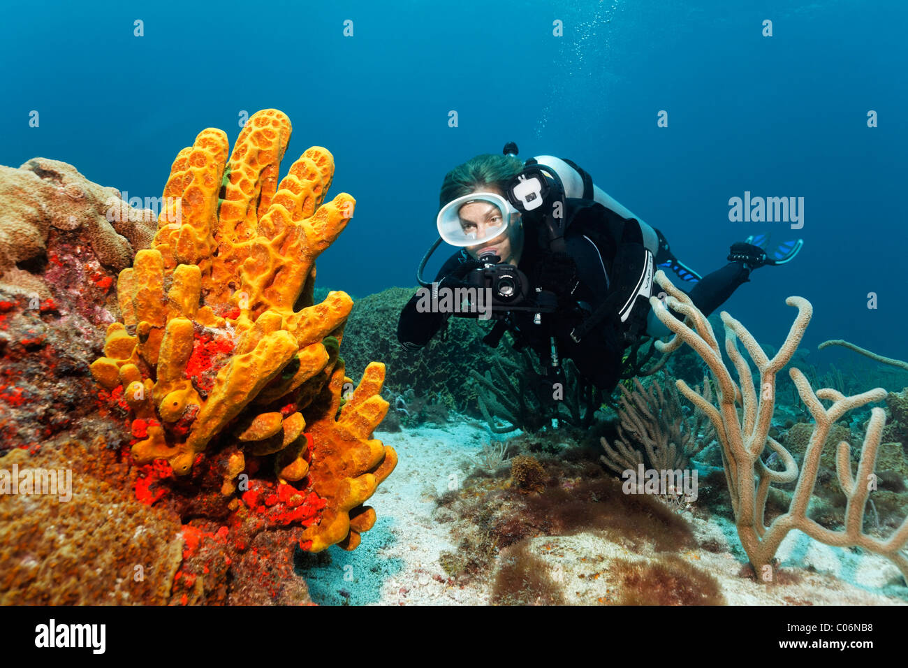 Scub subacqueo con una fotocamera subacquea, fotografo subacqueo, osservando il tubo giallo spugna (Aplysina fistularis), Little Tobago Foto Stock