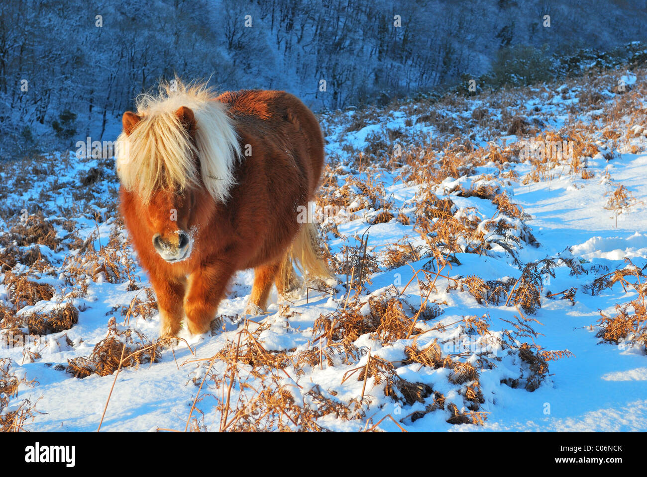 Pony Shetland nella neve su Dartmoor Devon, Regno Unito Foto Stock