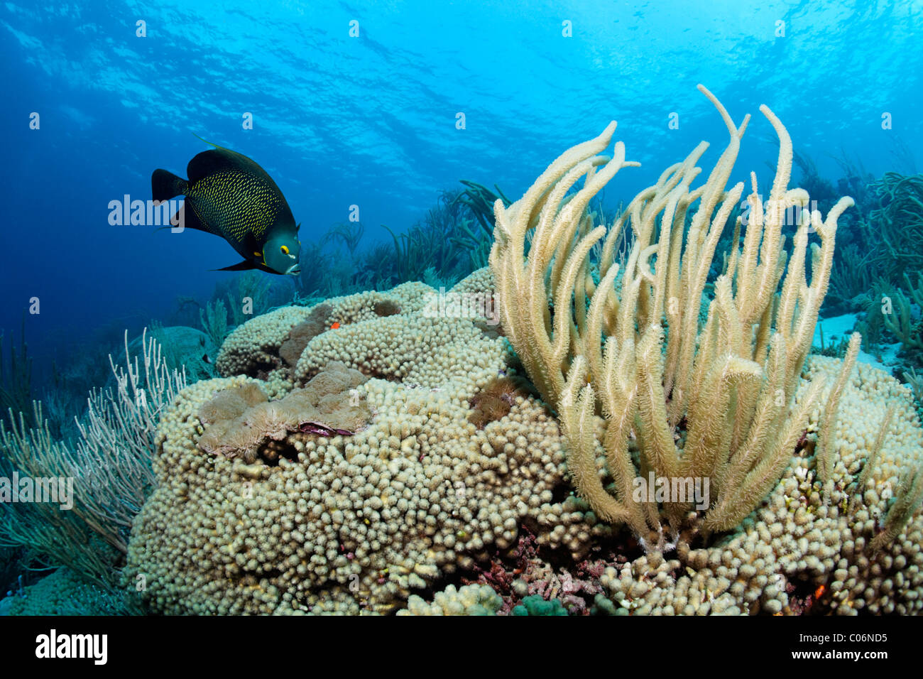 Coral reef, Giant slit-mare dei pori asta (Plexaurella nutans), francese angelfisch, (Pomacanthus parus), Little Tobago, Speyside Foto Stock