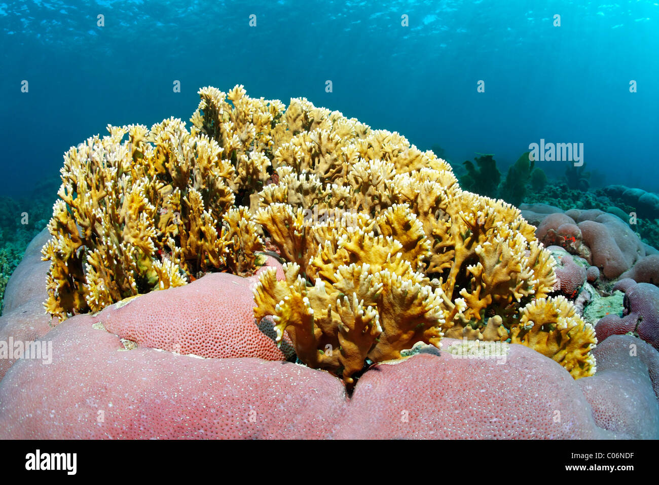 La ramificazione di corallo di fuoco (Millepora alcicornis), giallo nettling, sconosciuto cuscino rosa corallo, Little Tobago, Speyside Foto Stock