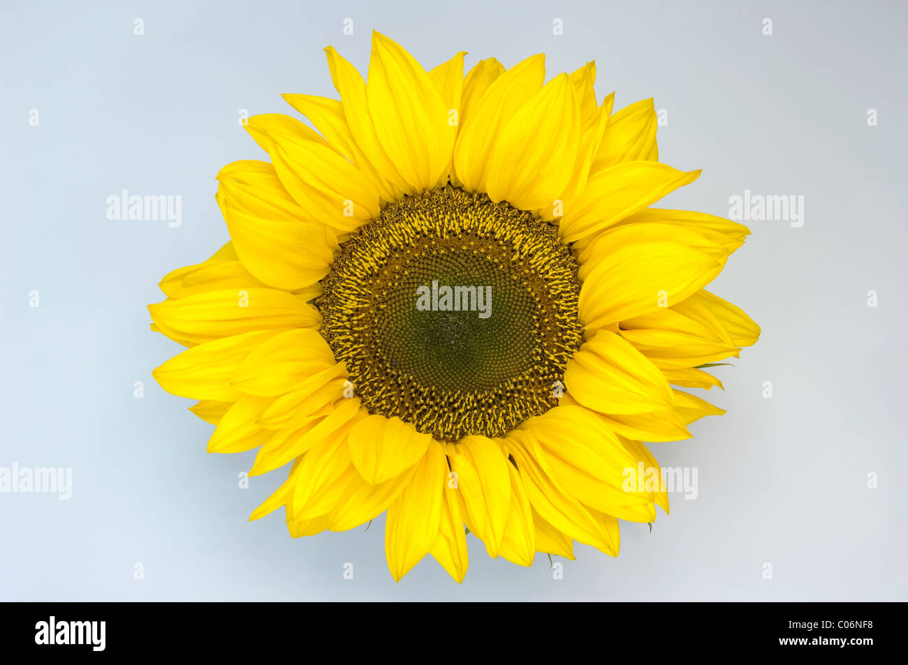 Girasole (Helianthus annuus). Testa di fiori. Studio Immagine contro uno sfondo bianco. Foto Stock