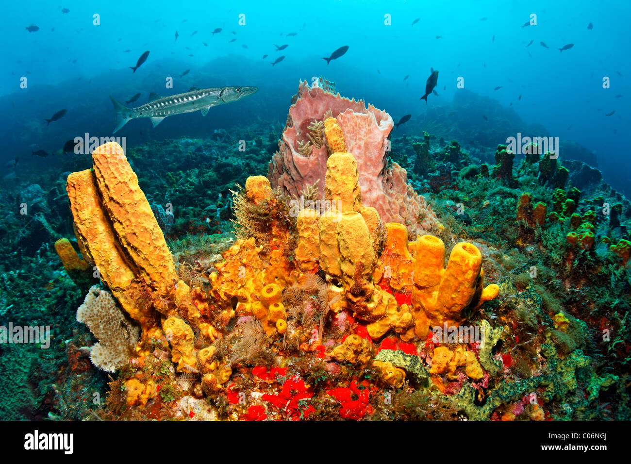 Panorama Reef, tubo giallo spugna (Aplysina fistularis), grande barracuda (Sphyraena barracuda), Little Tobago, Speyside Foto Stock