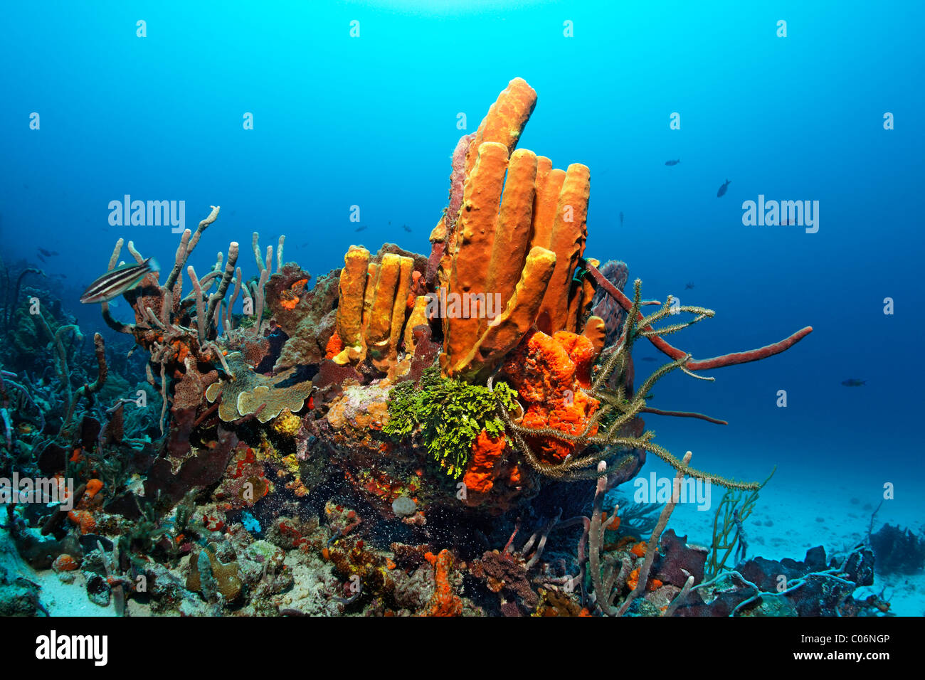 Drop-off, Coral reef, blocco di corallo, pendenza ricoperta, vari multicolore di spugne e coralli, pesci pappagallo striate (Scarus Foto Stock
