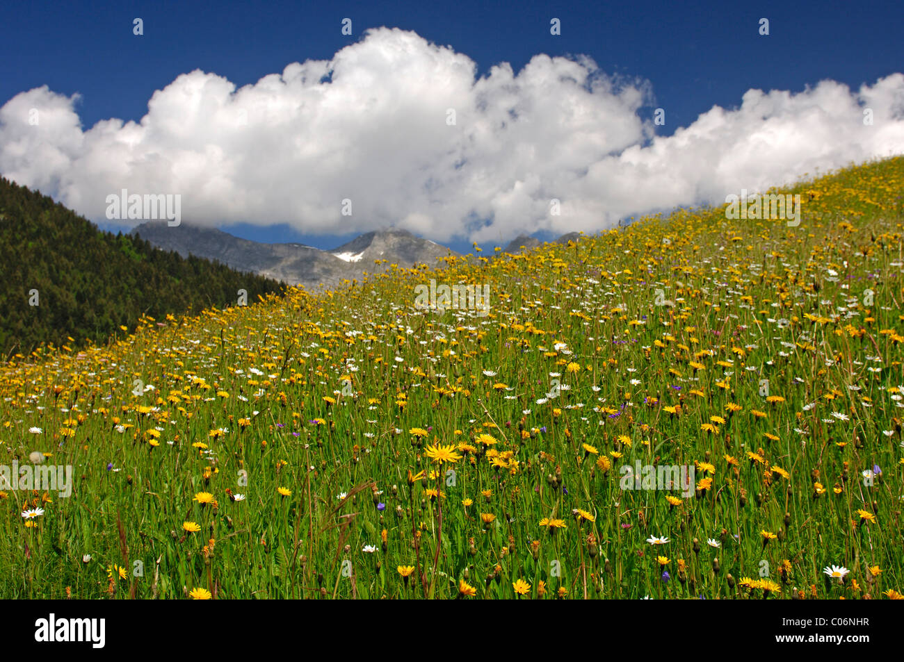 Il prato fiorito, praterie alpine in primavera, Oberland bernese, Svizzera, Europa Foto Stock