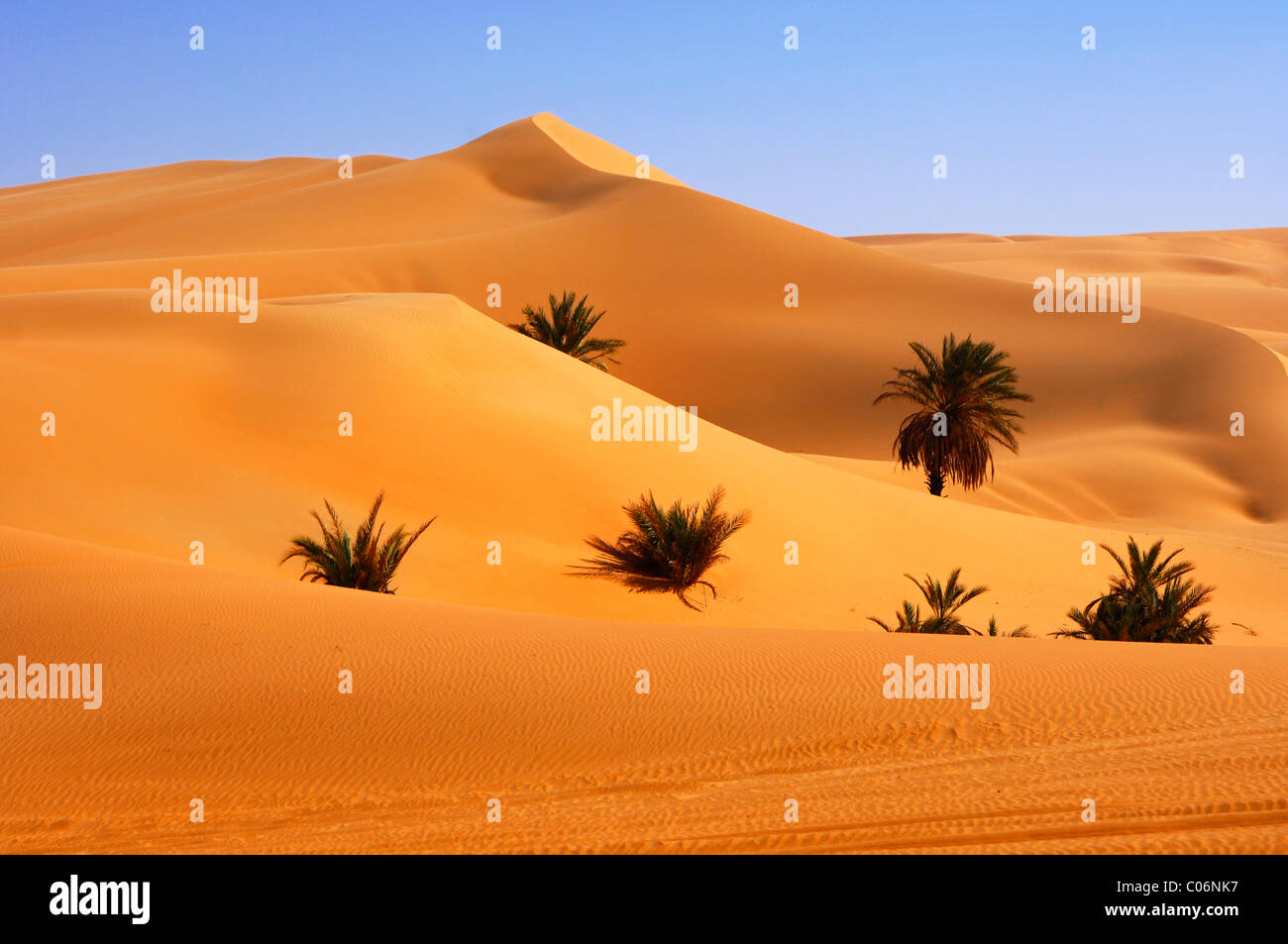 Alberi di palma cresce nella calda sabbia del deserto, Mandara Valley, Ubari Mare di Sabbia, Sahara, Libia, Africa Settentrionale, Africa Foto Stock