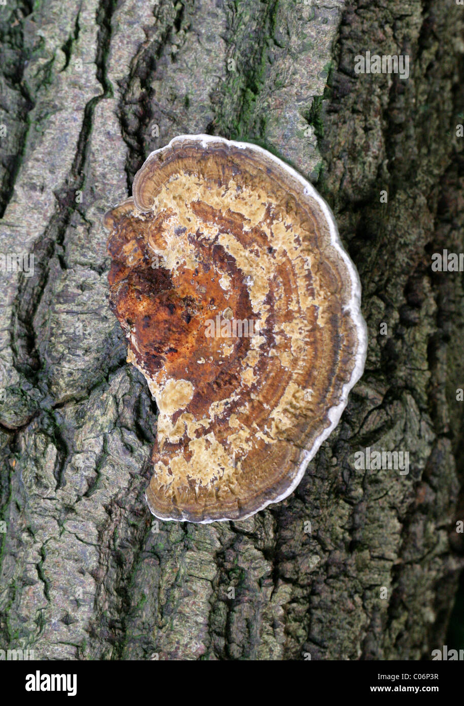 La Betulla Mazegill, Lenzites betulinus (betulina), Polyporaceae. Foto Stock