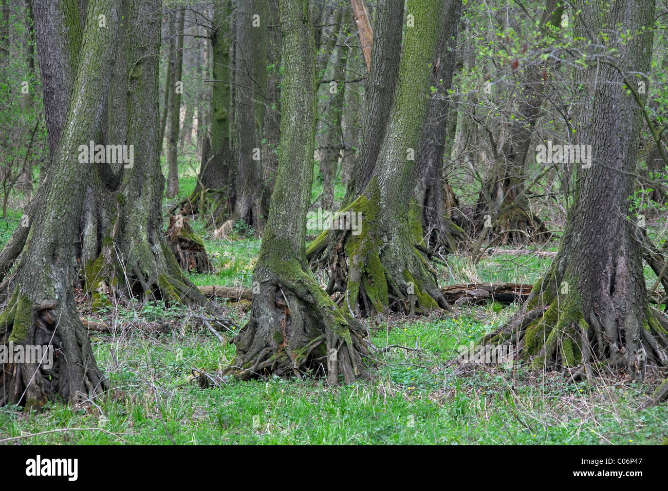 Ontano europeo, ontano nero (Alnus glutinosa) alberi in una palude, Fertoe-Hansag National Park, Ungheria Foto Stock