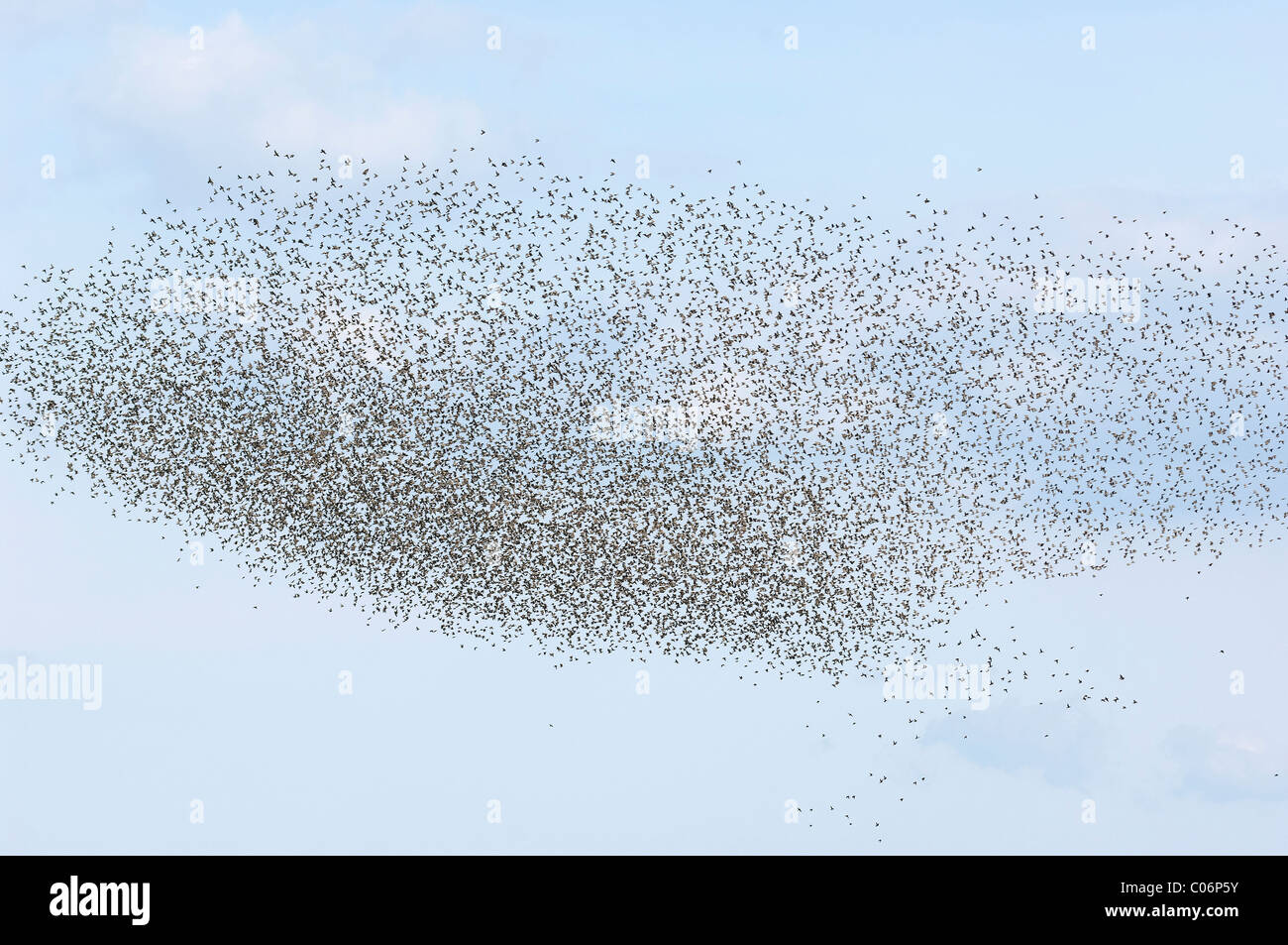 Unione Starling (Sturnus vulgaris), gregge en masse battenti. Foto Stock