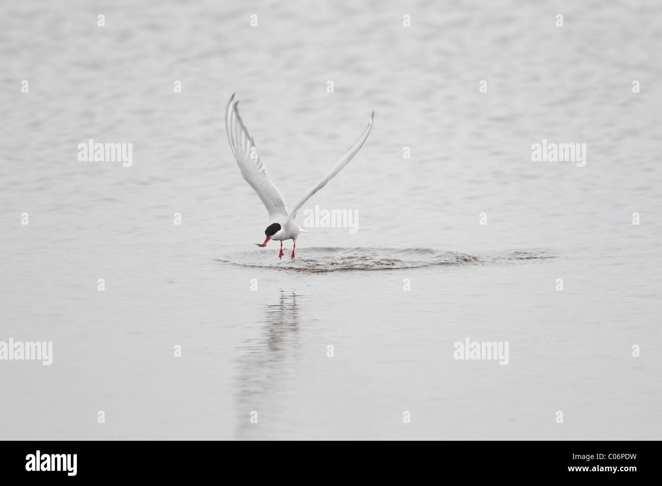 Arctic tern in volo su un lago di acqua dolce con un piccolo pesce nel becco Foto Stock