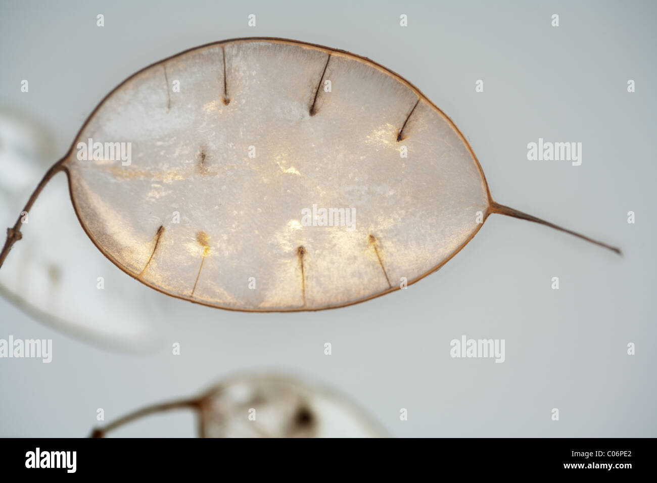 Lunaria onestà Foto Stock