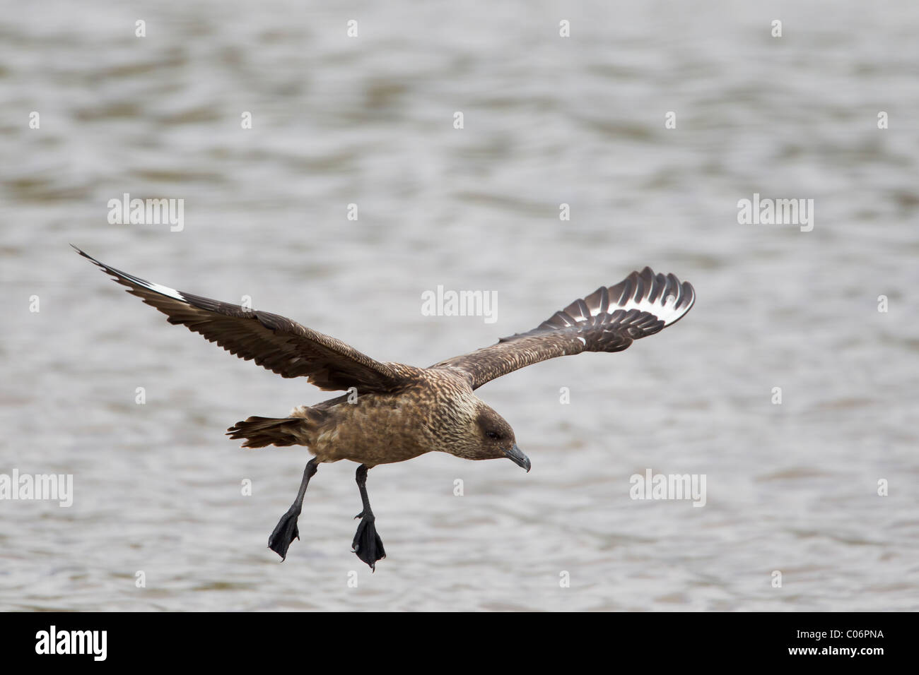 Grande skua in volo su acqua Foto Stock