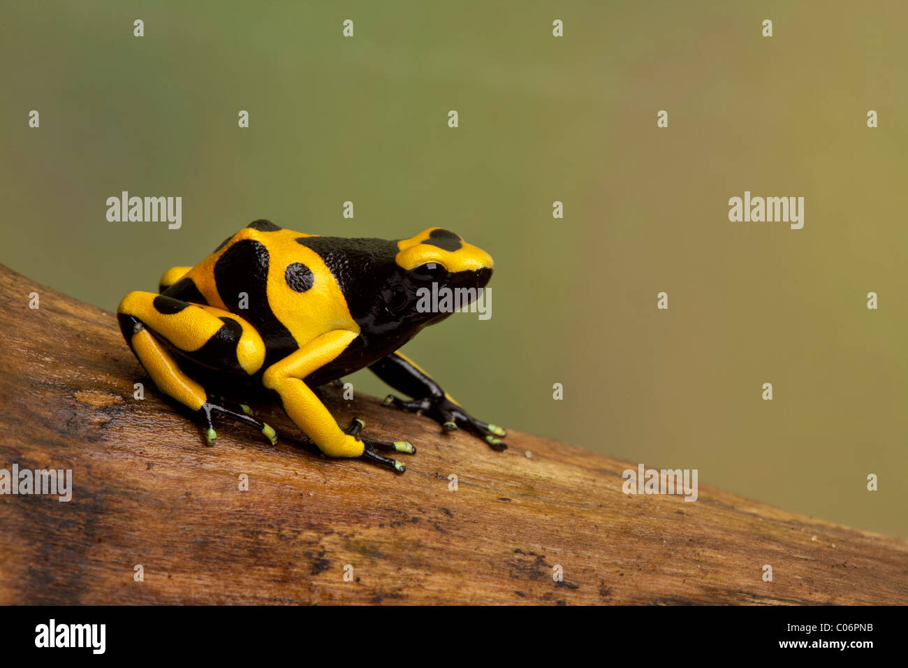 Il giallo e il nero poison dart frog, Dendrobates leucomelas Foto Stock