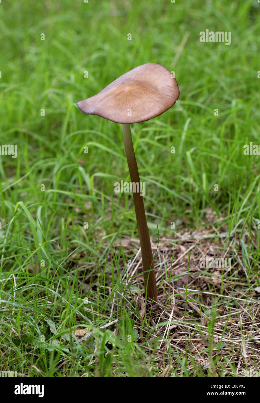 Il radicamento gambo o radice profonda di funghi, Xerula radicata (Oudemansiella radicata), Physalacriaceae. Foto Stock