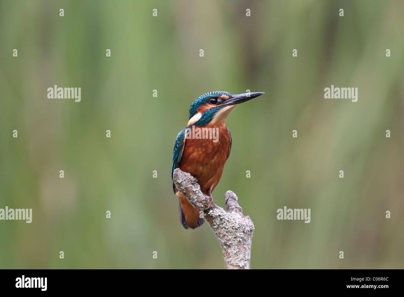 Kingfisher appollaiato su uno sfondo di fogliame verde Foto Stock
