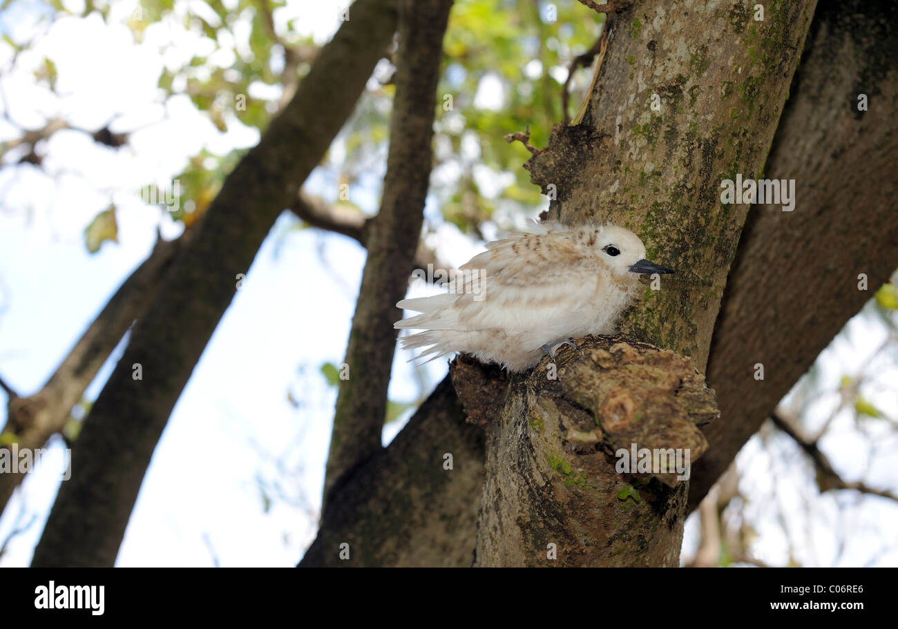 Isola di Cousin, Praslin, Seychelles, bambino uccello di bianco tern, Gygis alba, Foto Stock