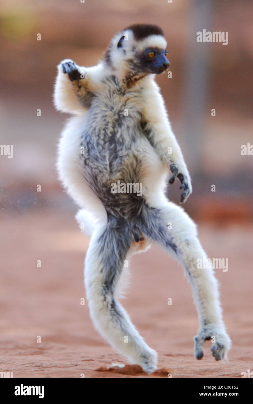 La Verreaux Sifaka (Propithecus verreauxi) dancing in Madagascar Foto Stock