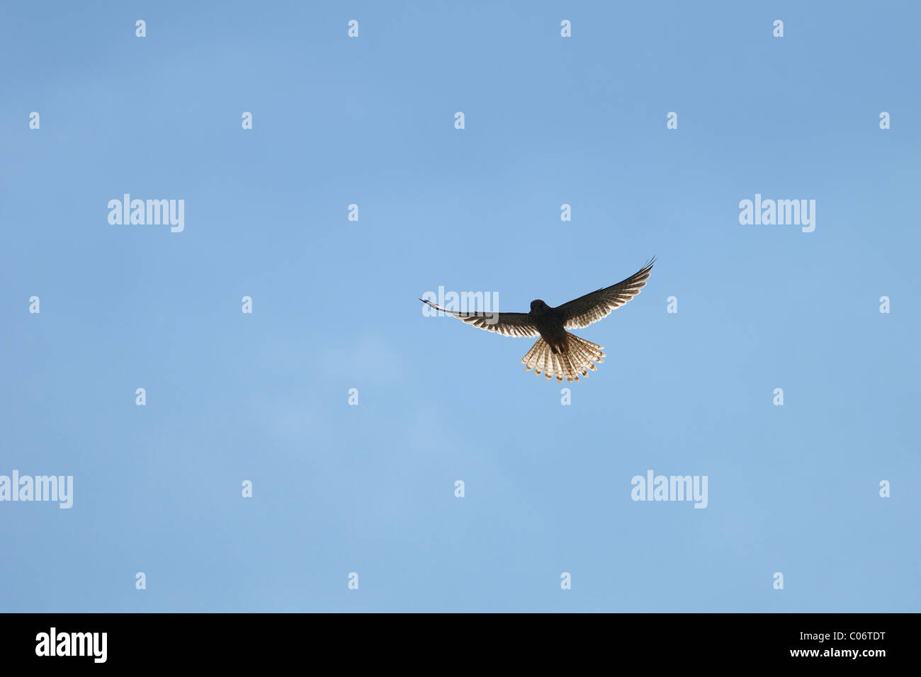 Immagine artistica di una femmina di gheppio comune in bilico in midair prima piombando giù sulla sua preda Foto Stock