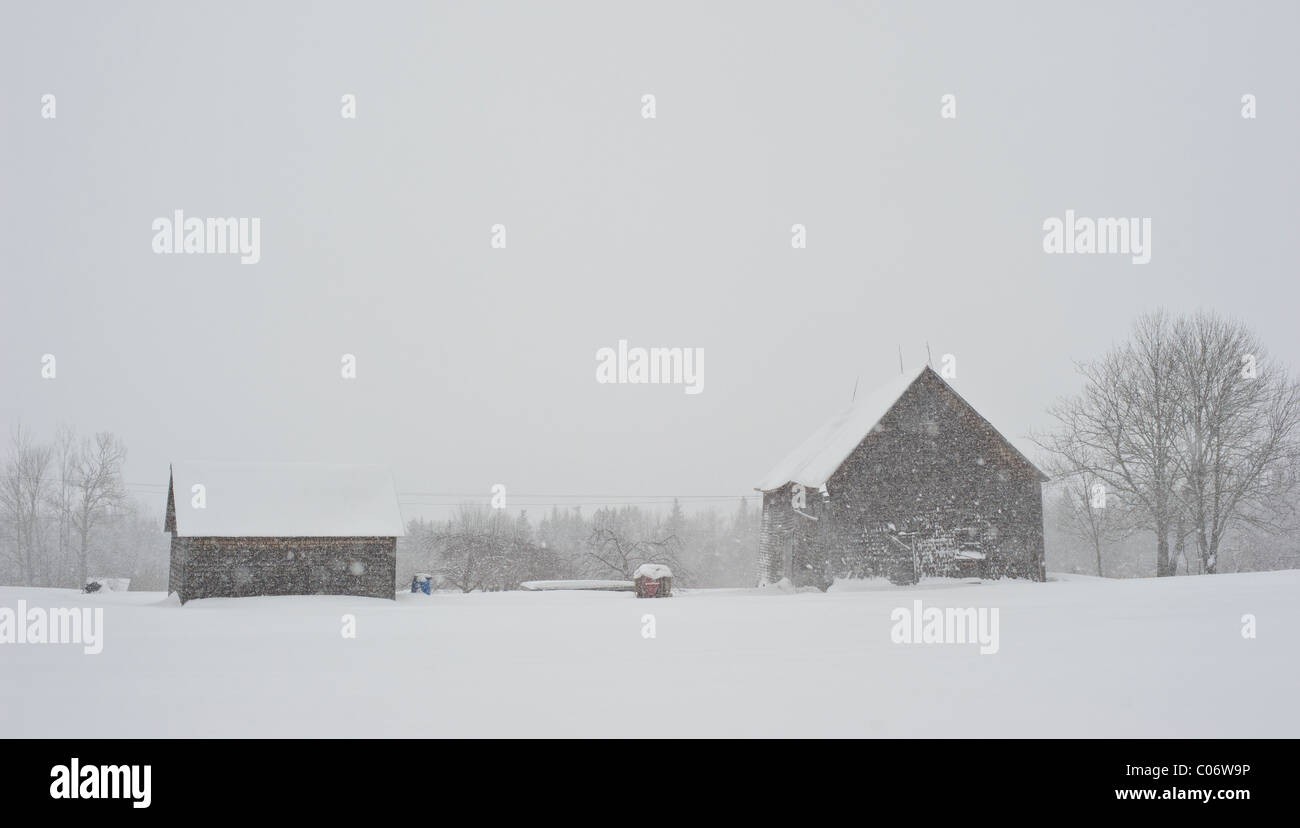 Weathered fienili in inverno tempesta di neve nel Canada Orientale Foto Stock