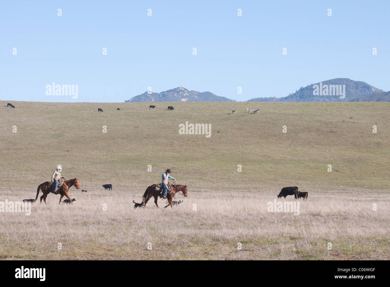 Due Cowboys a cavallo uno che parla al cellulare Foto Stock