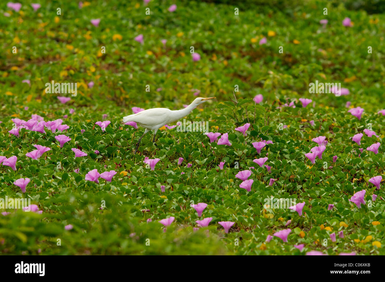 Airone guardabuoi (Bubulcus ibis) Bundala Sri Lanka Foto Stock