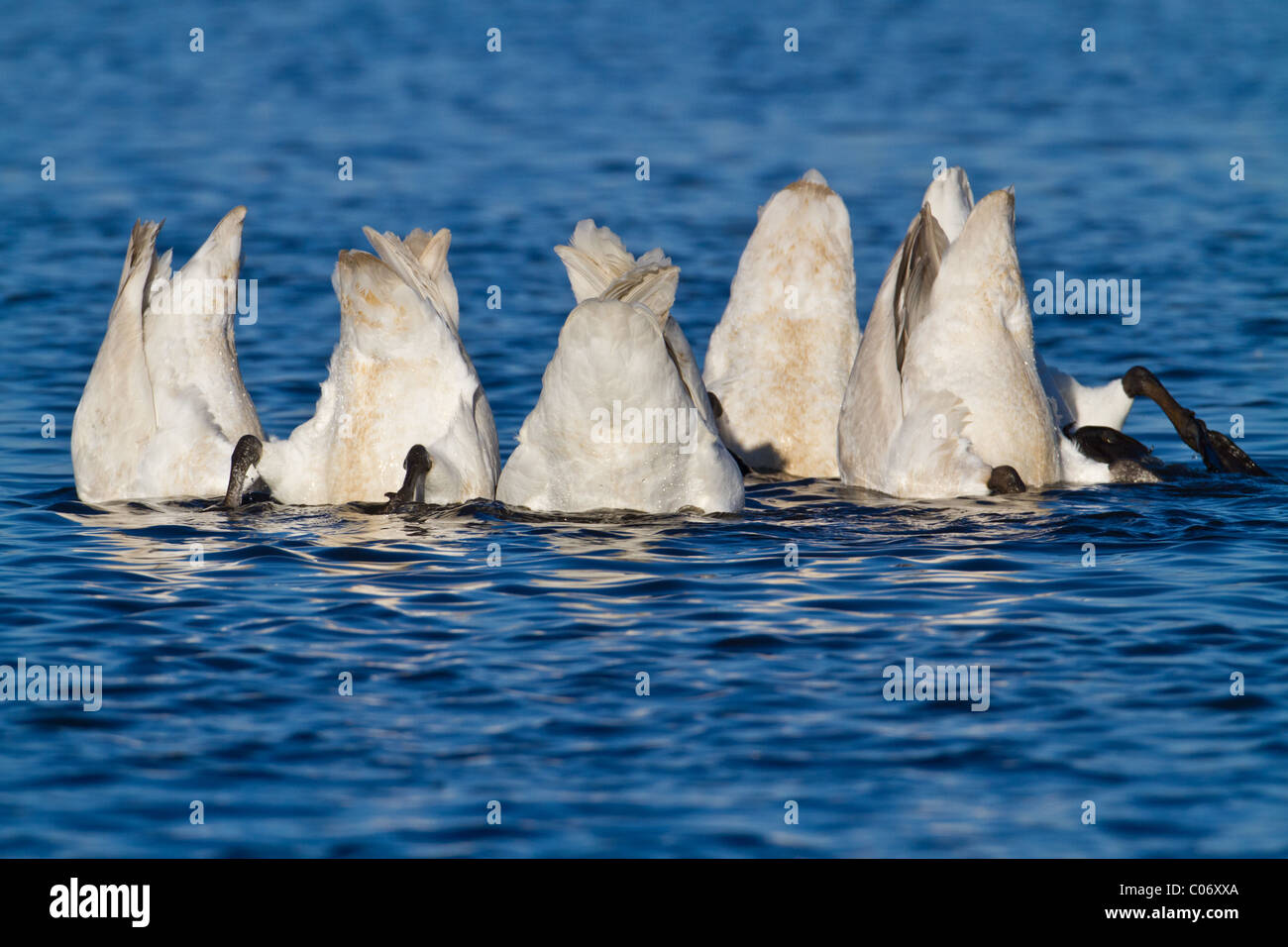 Famiglia di cigni Whooper (Cygnus cygnus) up-ending, Welney, Norfolk, Inghilterra Foto Stock