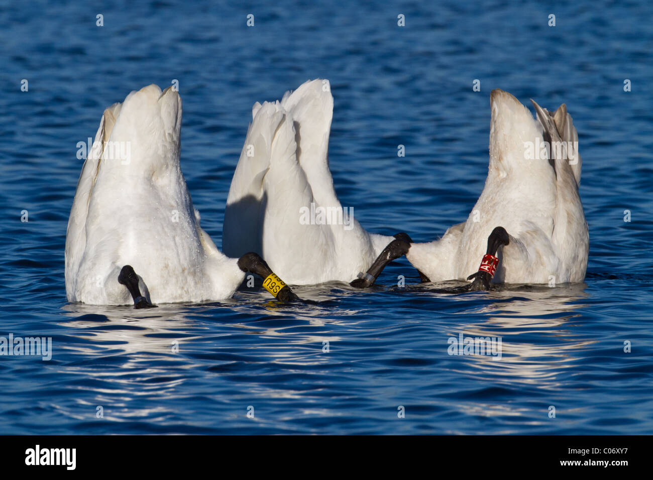 Tre cigni Whooper (Cygnus cygnus) up-ending, Welney, Norfolk, Inghilterra. Due cigni sono a colori inanellati. Foto Stock