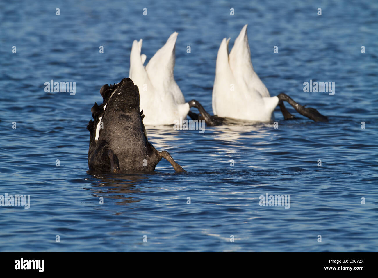 Due adulti Whooper cigni (Cygnus cygnus) e un Black Swan (Cygnus atratus) up-ending, Welney, Norfolk, Inghilterra Foto Stock