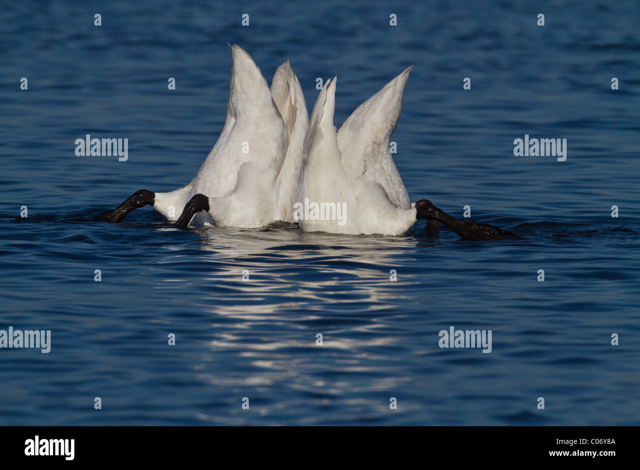 Due adulti Whooper cigni (Cygnus cygnus) up-ending, Welney, Norfolk, Inghilterra Foto Stock