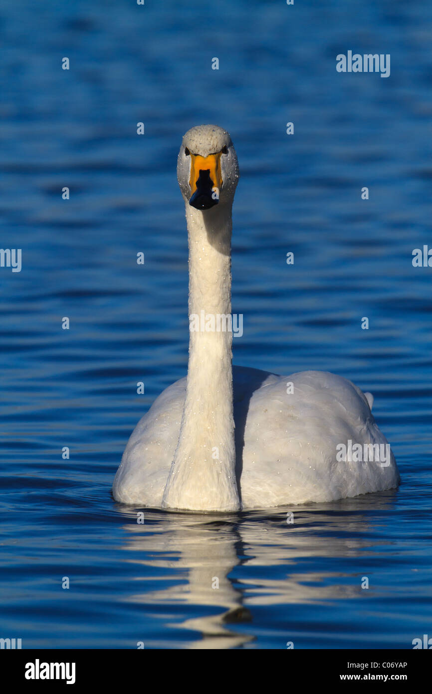 Adulto Whooper Swan (Cygnus cygnus) nuoto, Welney, Norfolk, Inghilterra Foto Stock
