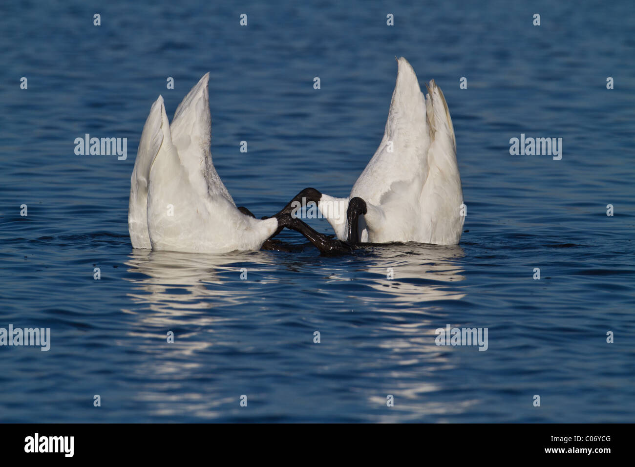 Due adulti Whooper cigni (Cygnus cygnus) up-ending, Welney, Norfolk, Inghilterra Foto Stock
