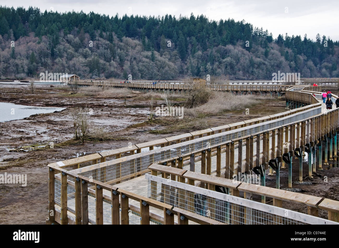 Nuova passerella al Nisqually National Wildlife Refuge situato tra Olympia e Tacoma, Washington. Foto Stock