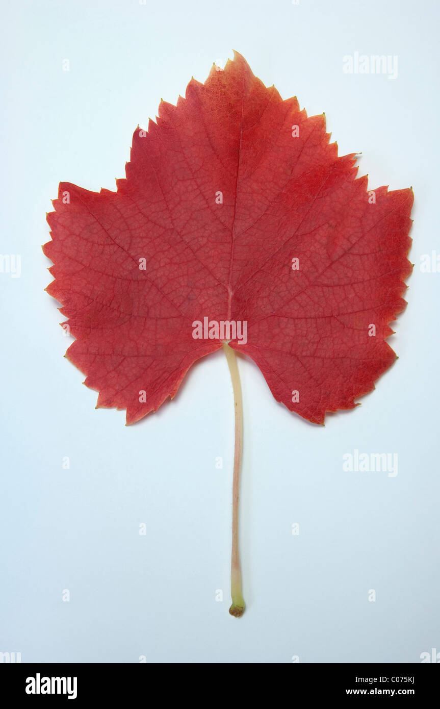 Vite di uva (Vitis vinifera), le foglie in autunno colori, studio immagine. Foto Stock