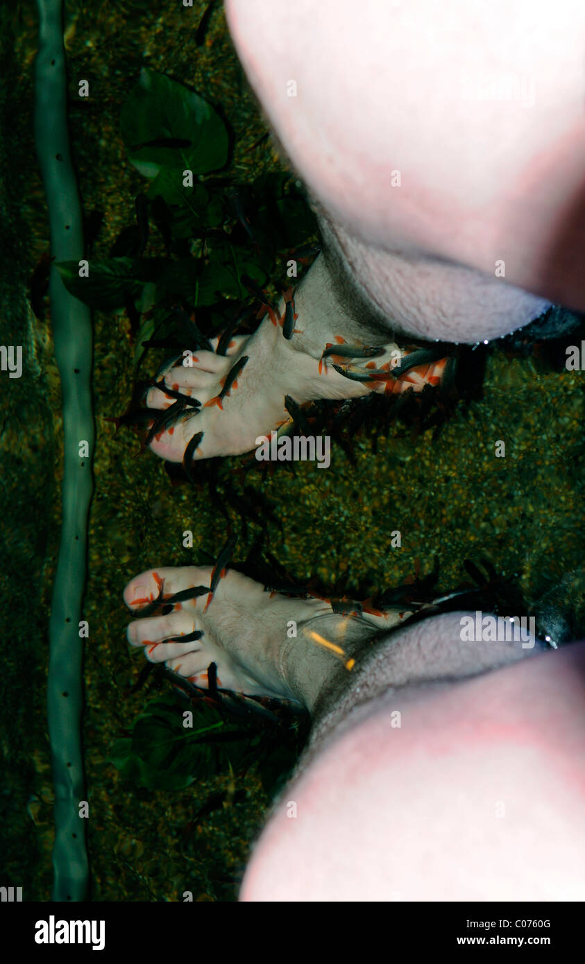 Garra Rufa medico PESCE PESCE PESCE nibble poco dermatologo mangiare le cellule morte della pelle da qualcuno il piede PIEDI PEDICURE Foto Stock