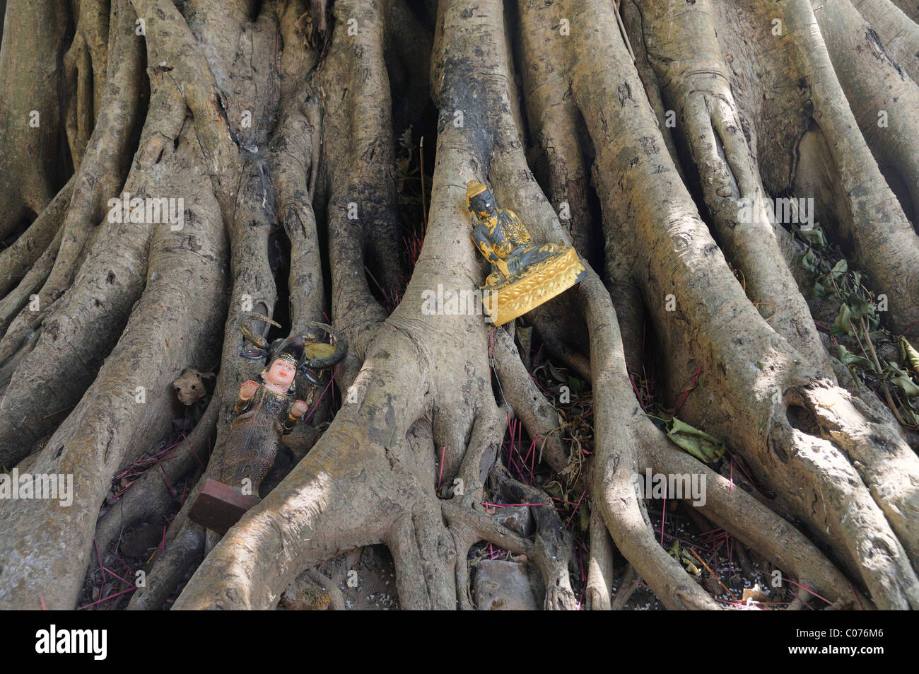 Offerte votive alle radici di un strangler fig, Yangon, Rangun, MYANMAR Birmania, sud-est asiatico Foto Stock