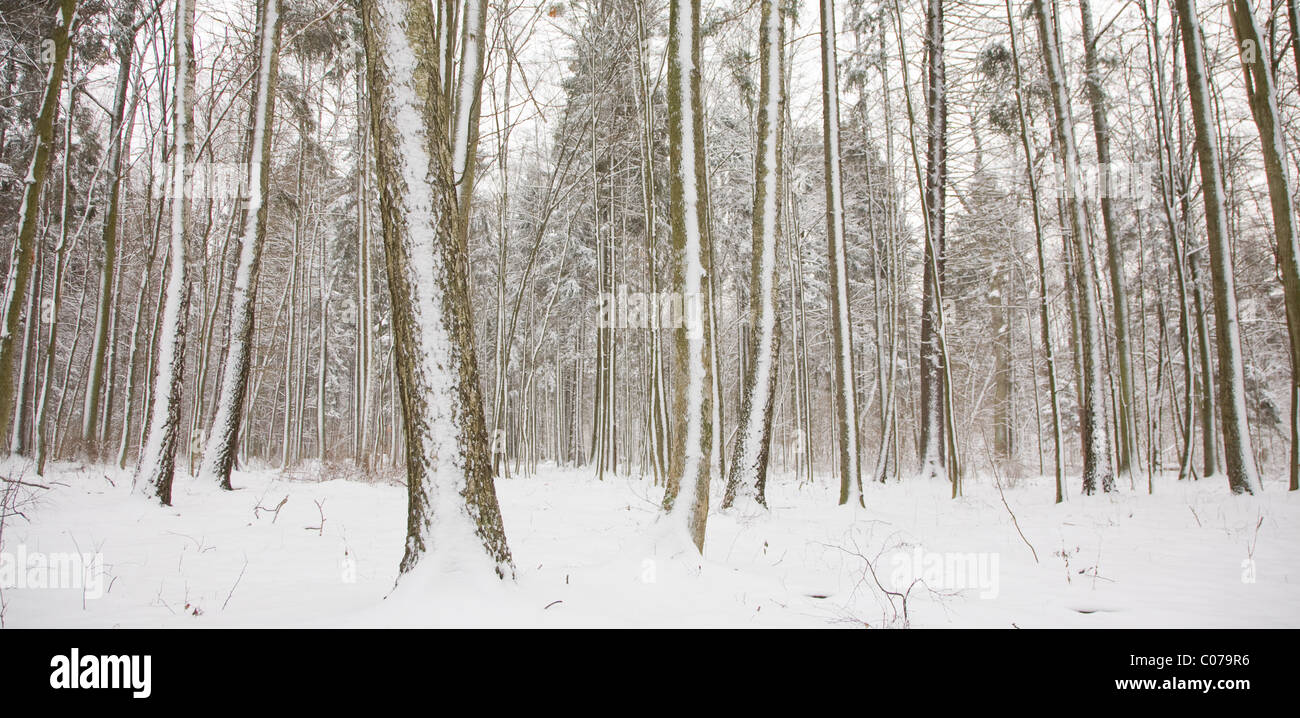 Tronchi di alberi dopo la tempesta di neve coperto da neve fresca Foto Stock