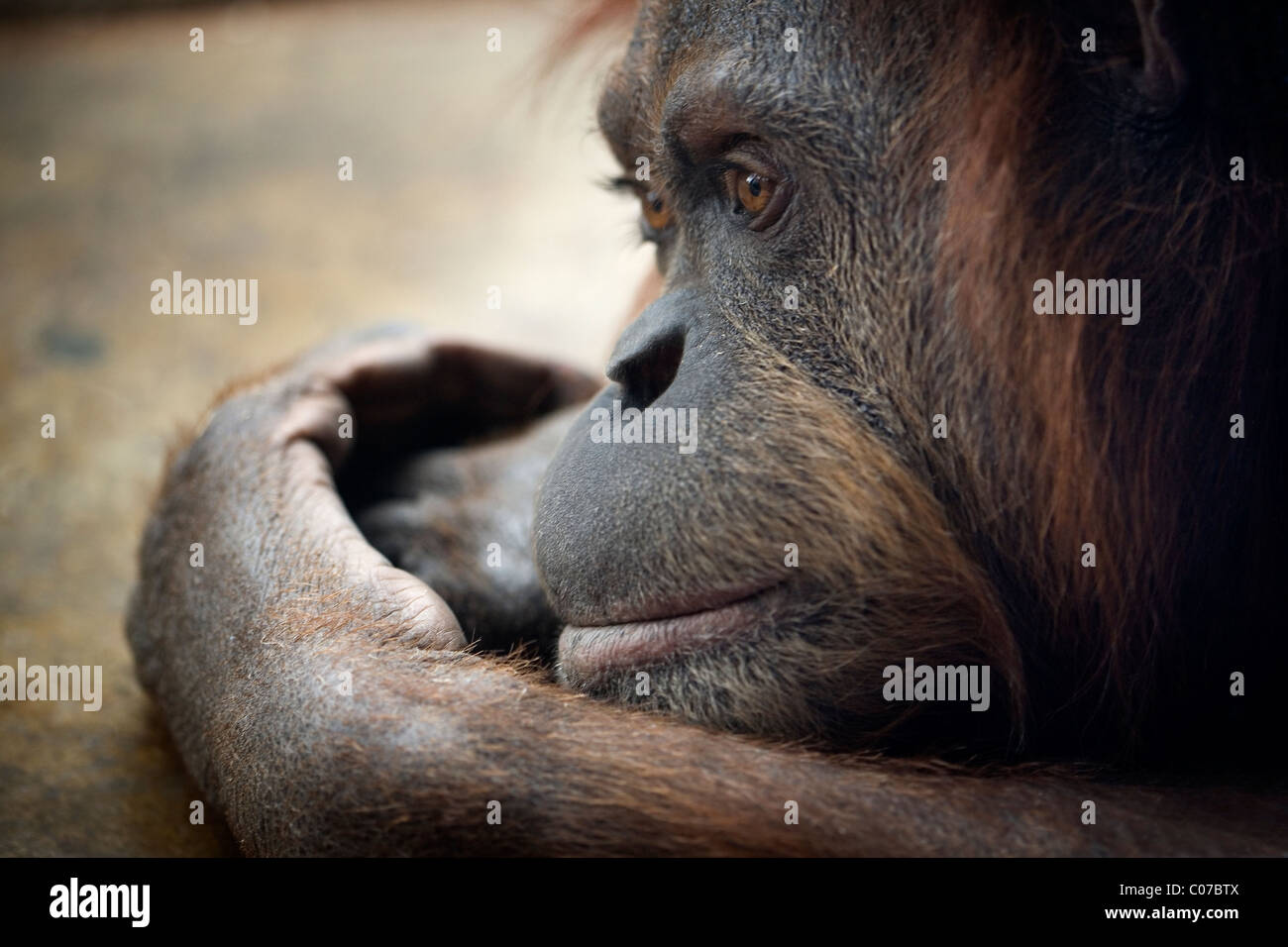 Giovane orangutan Foto Stock
