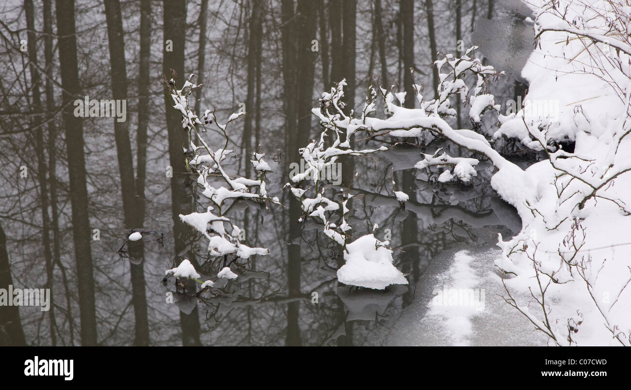 Neve avvolto alder rami di alberi giacenti in acqua e tronchi di alberi che riflettono nelle calme acque del fiume Foto Stock