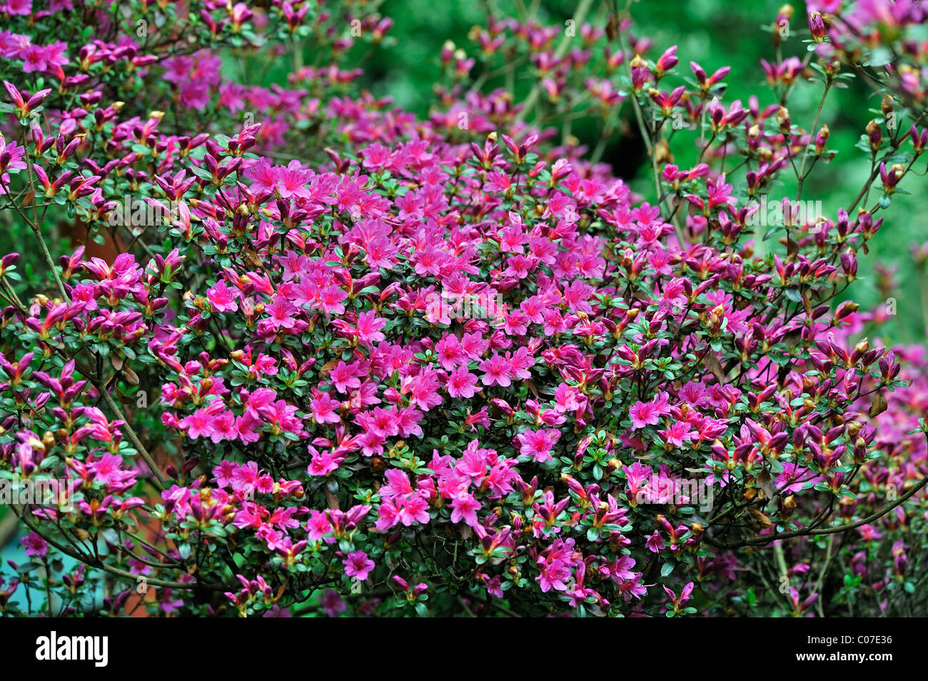 Fioritura azalee Kurume (Rhododendron obtusum), Asia Foto Stock