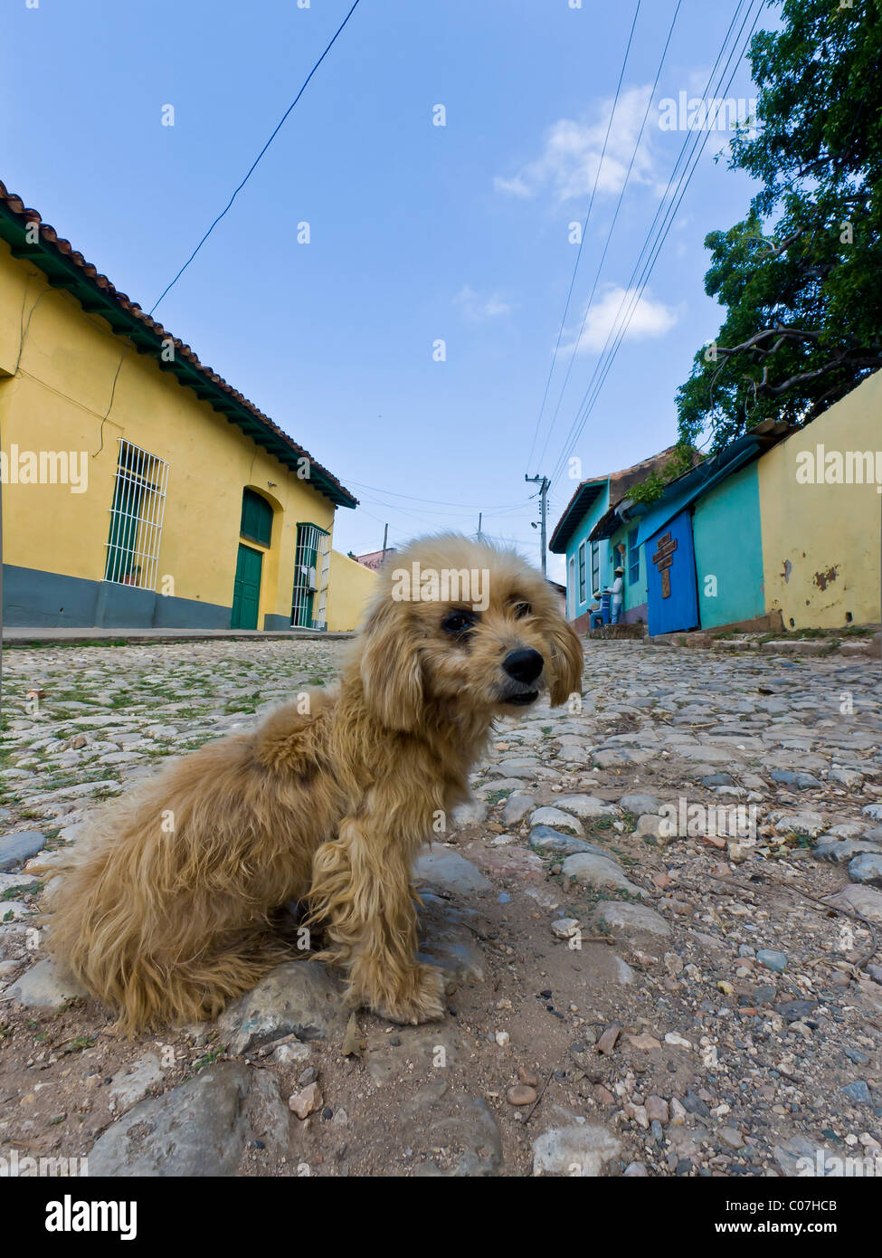Cane su strade acciottolate Trinidad provincia di Sancti Spíritus, Cuba centrale Foto Stock