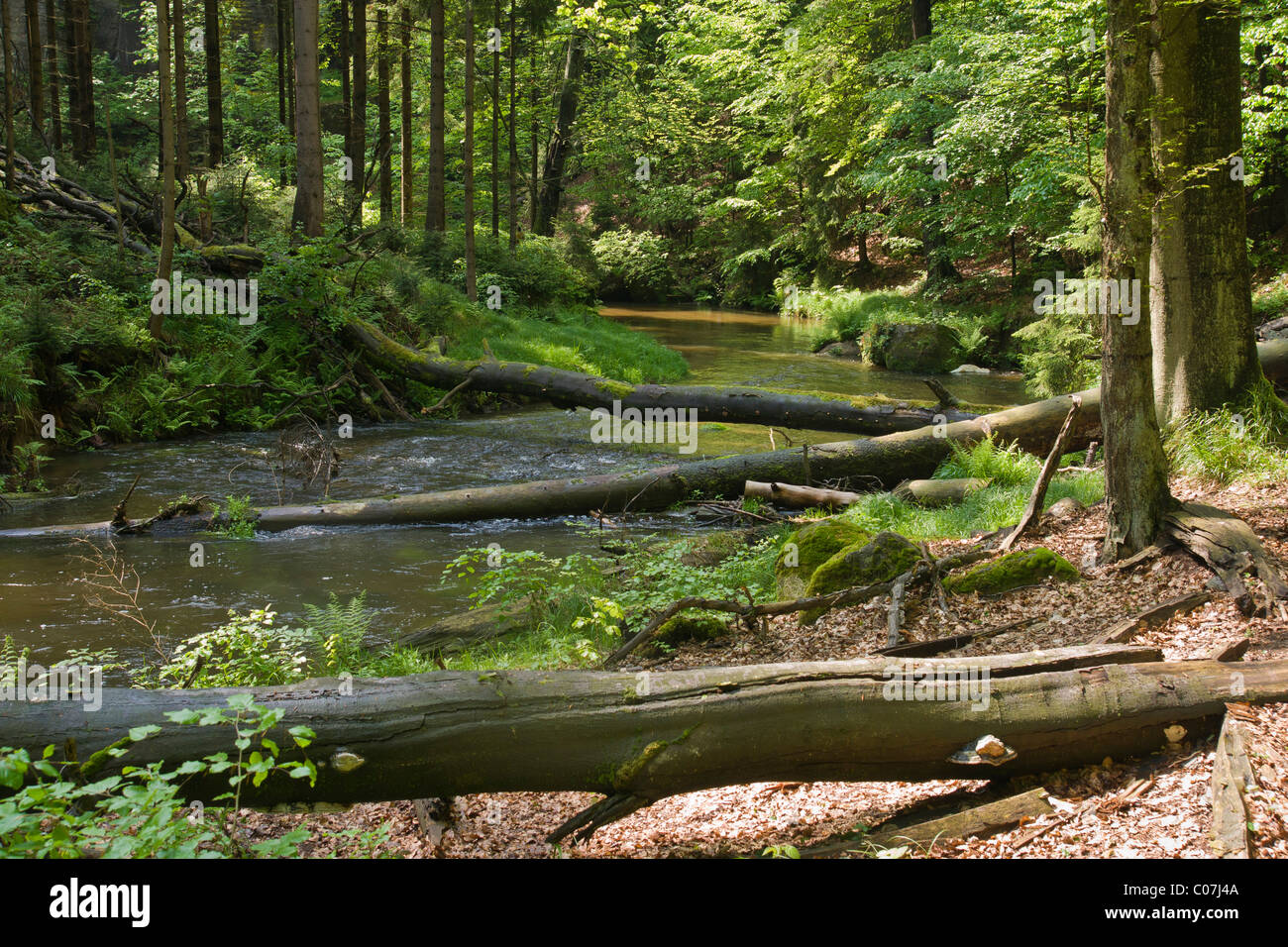 Fiume Kirnitzsch, Kirnitzschtal valley, Svizzera Sassone, Svizzera Sassone Elbe montagne di arenaria, Sassonia, Germania, Europa Foto Stock