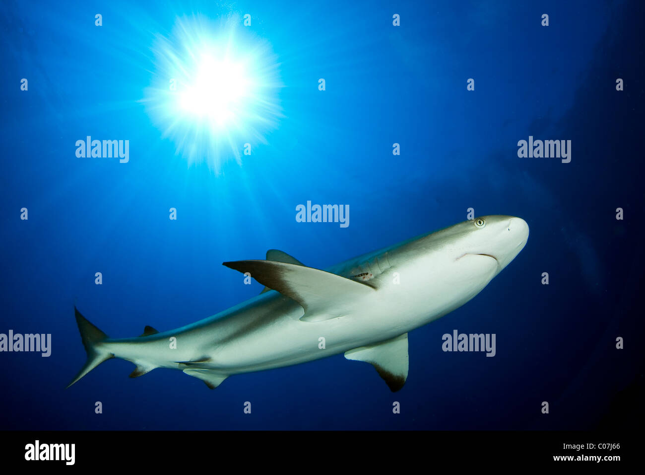 Caribbean reef shark con sun burst, Bahamas Foto Stock