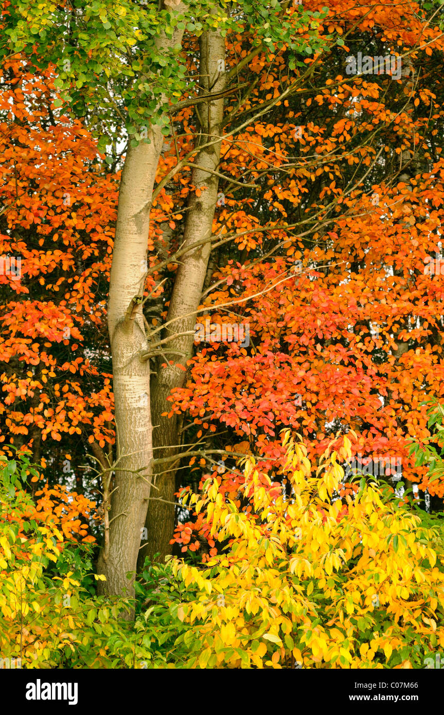 Il fogliame di autunno di Amelanchier (Amelanchier canadensis), Aspen (Populus tremula) e nero ciliegio (Prunus serotina) Foto Stock