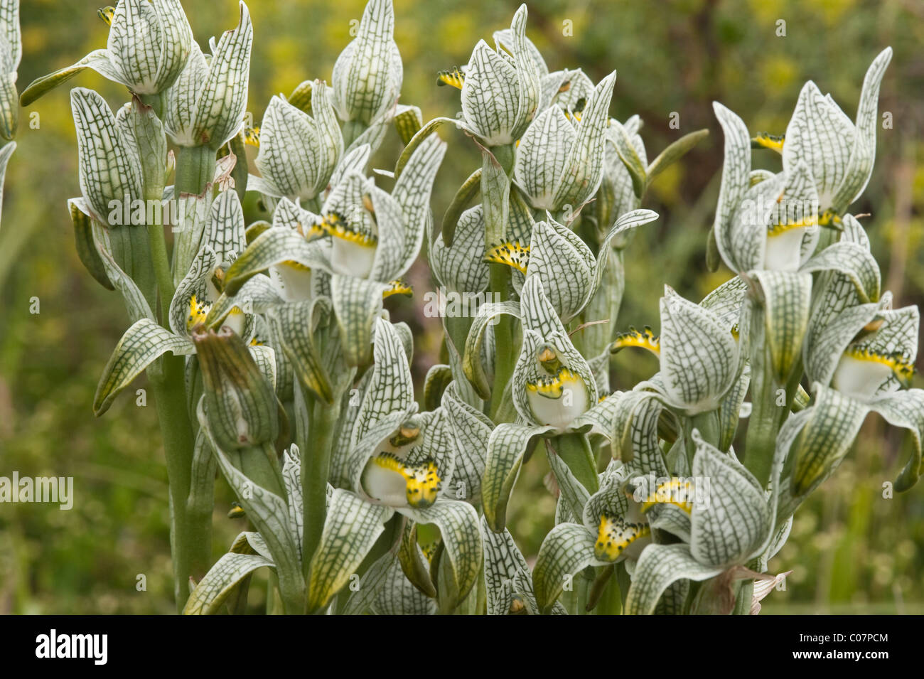 Porcellana o mosaico Orchidea (Chlorea magellanica) fiori Parco Nazionale Torres del Paine, Patagonia, Cile, Sud America Foto Stock