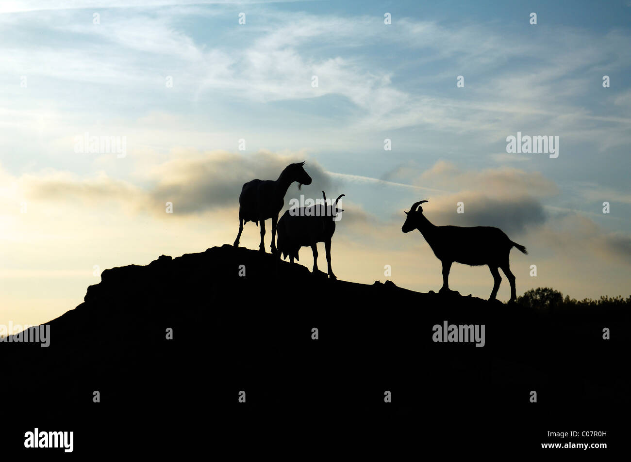 Silhouette di capre di caseificio su di una collina nella luce della sera, Bioziegenhof, organico allevamento di capre, Zum Weissen Haus 1, Othenstorf Foto Stock