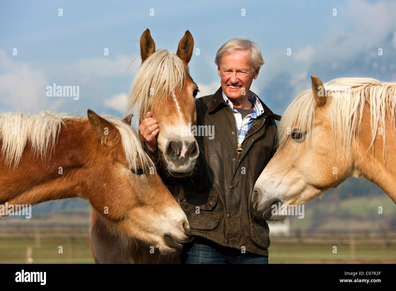 Agile senior con i suoi cavalli avelignesi, Weer, Tirolo del nord, Austria, Europa Foto Stock