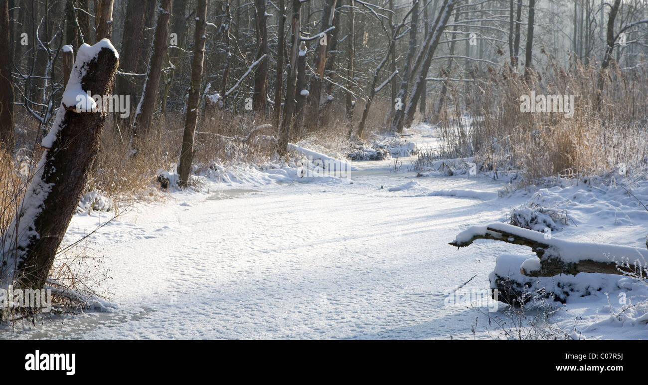 Paesaggio invernale di Lesna Frozen River a giornata soleggiata con dry reed neve avvolto in primo piano,podlasie Polonia Foto Stock