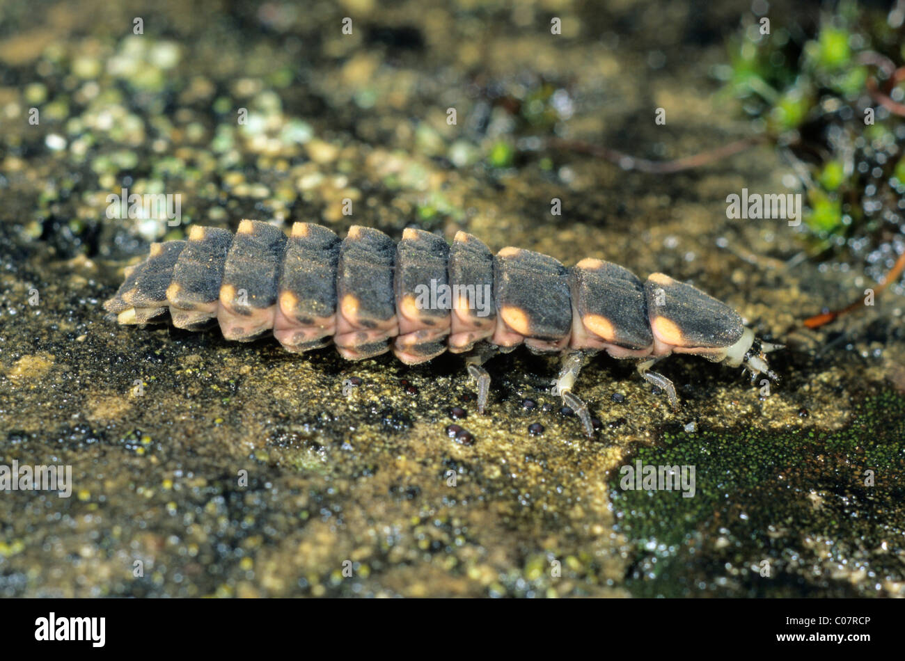 Comune di grandi dimensioni Glow-worm (Lampyris noctiluca) larva Foto Stock