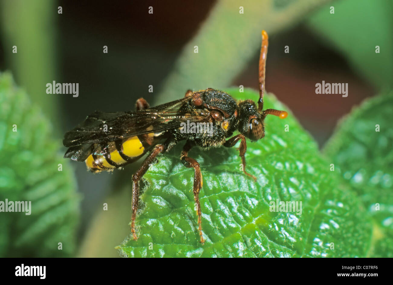 Redhead Wasp-API (Nomada lathburiana), femmina Foto Stock