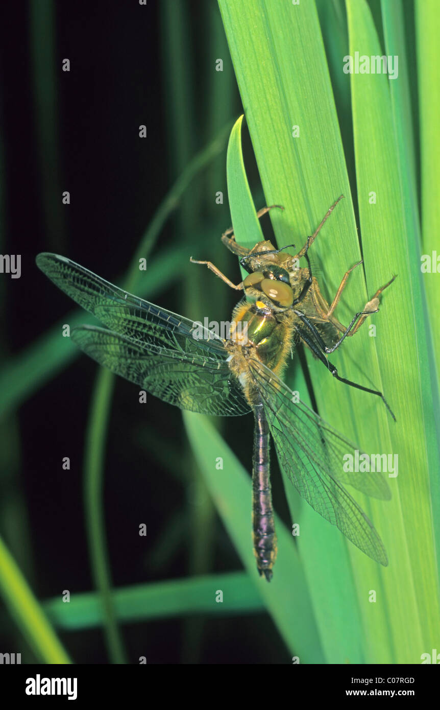 Smeraldo brillante Dragonfly (Somatochlora metallica), maschio poco dopo la schiusa Foto Stock